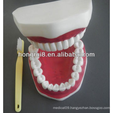 New Style Medical Dental Care Model,teeth model